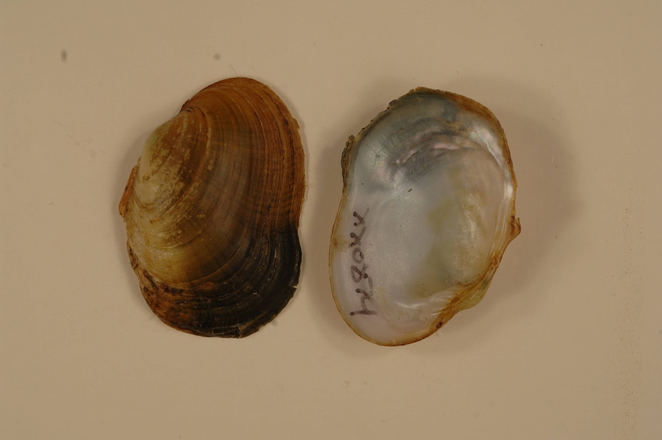 Epioblasma capsaeformis-1