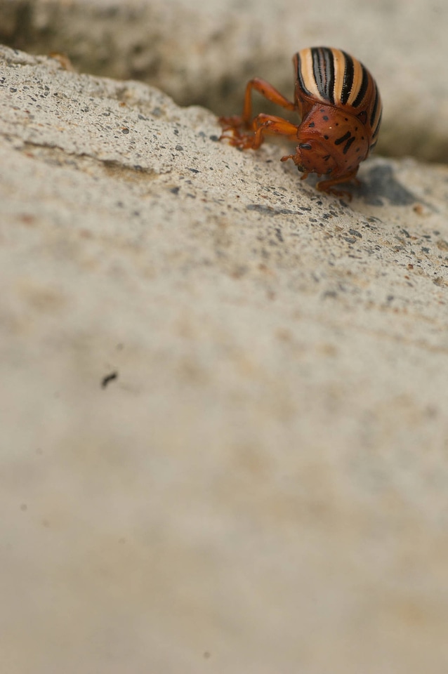 Colorado potato beetle-1
