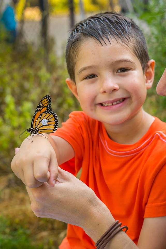 Little boy looking at tagged monarch on hand