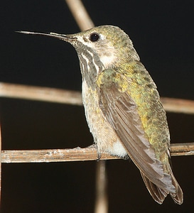 Calliope Hummingbird photo