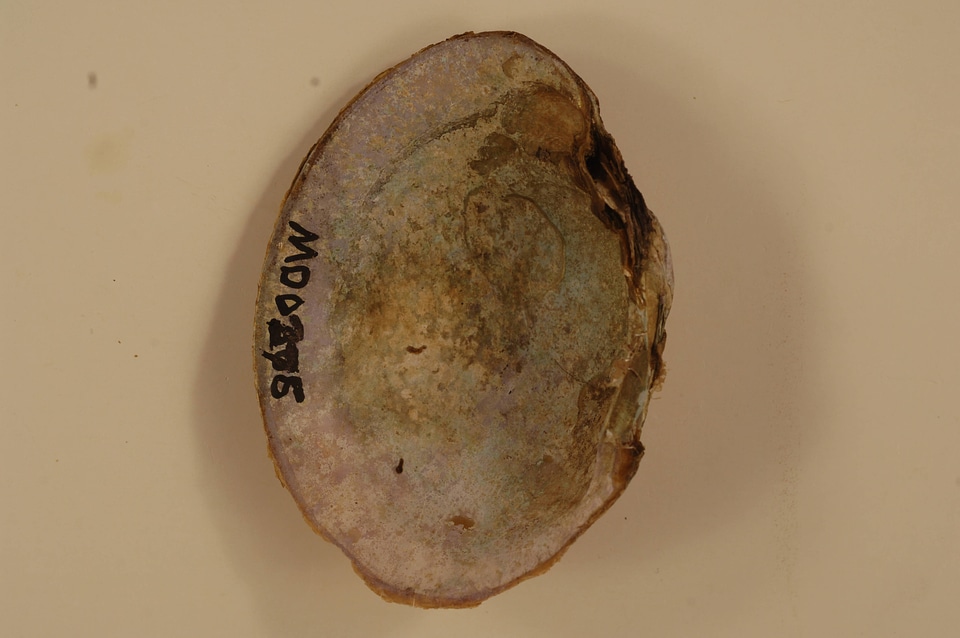 Lampsilis sp.(inside)