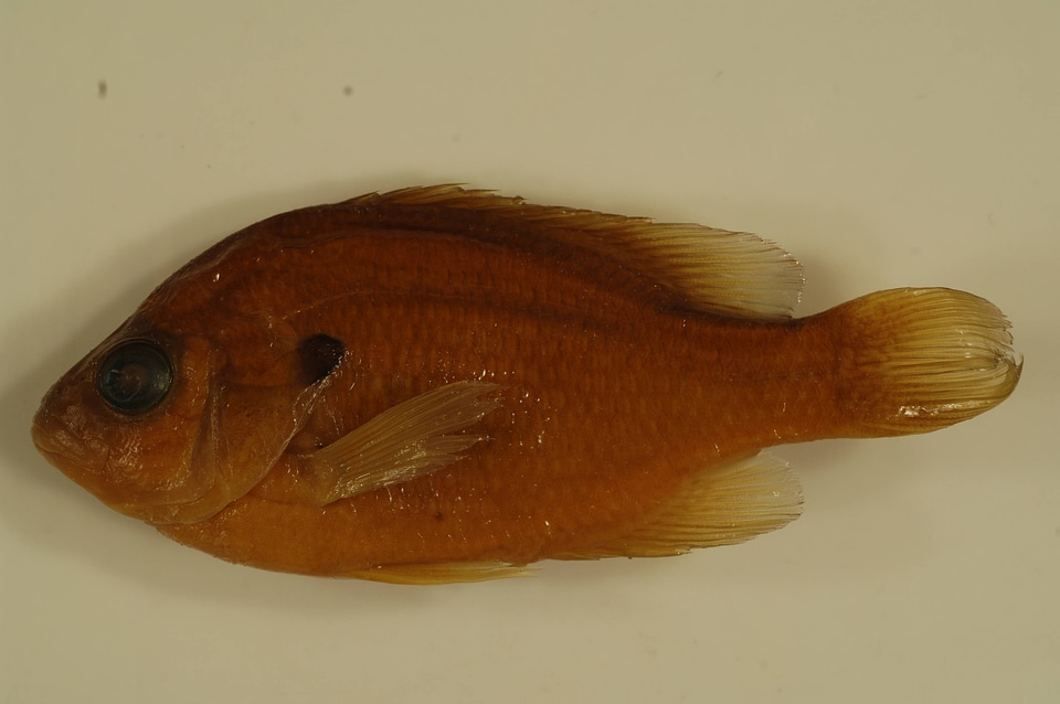 Lepomis megalotis-3