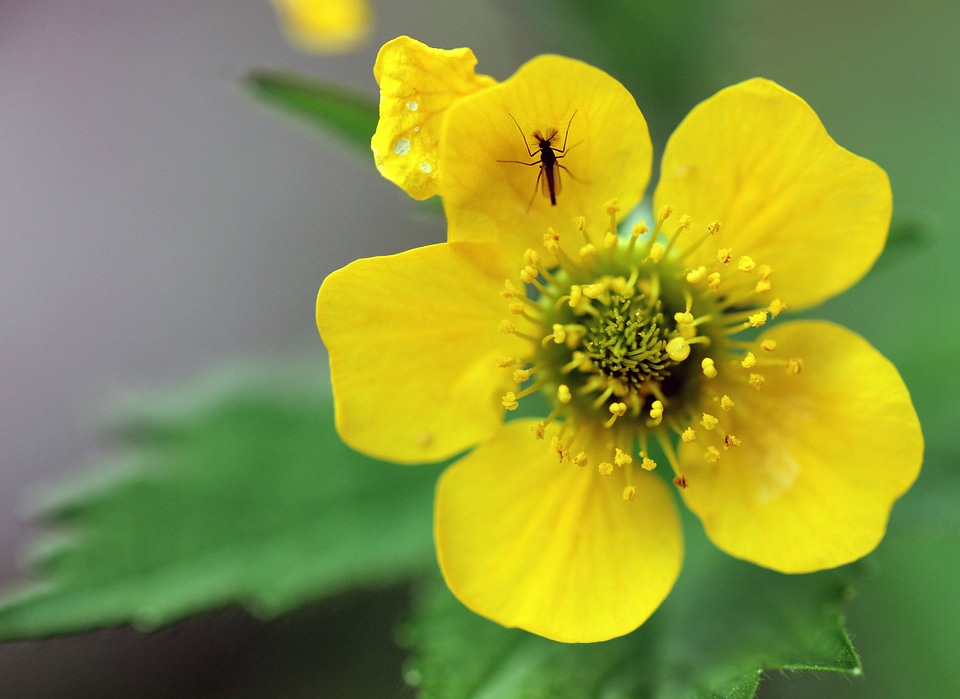 Geum macrophyllum