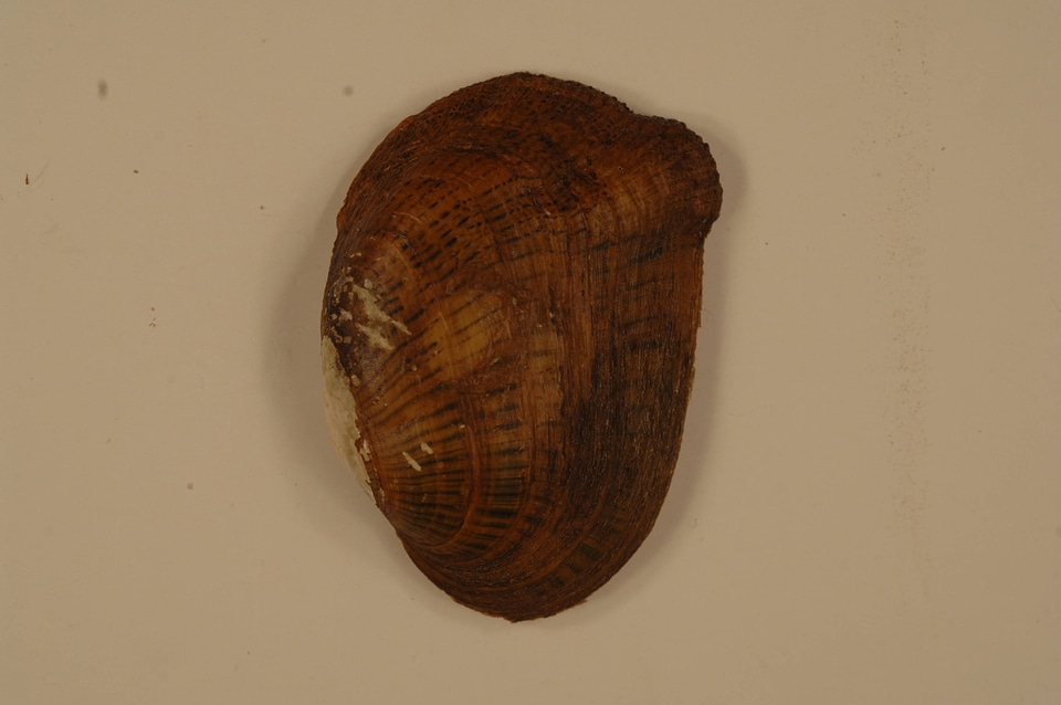 Epioblasma brevidens (outside)