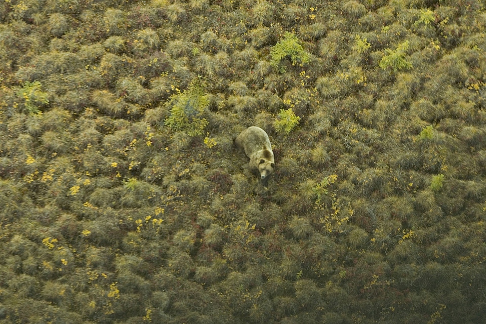 Brown bear camouflaged in the tundra