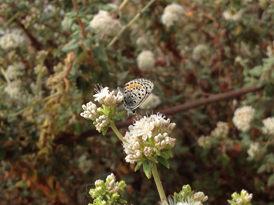 El Segundo blue butterfly
