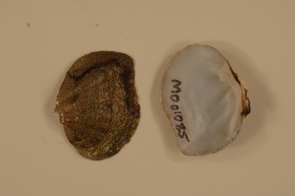 Cyprogenia aberti