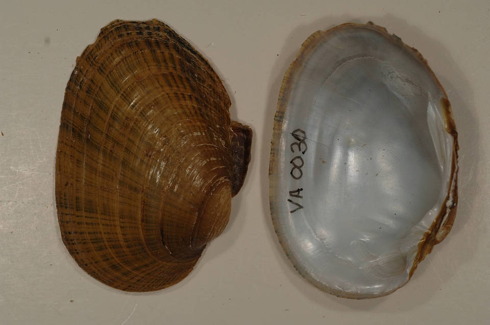 Lampsilis fasciola-1
