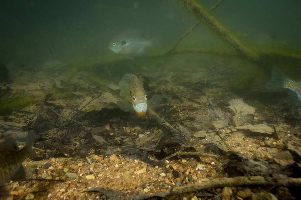 Bluegill on nest-1