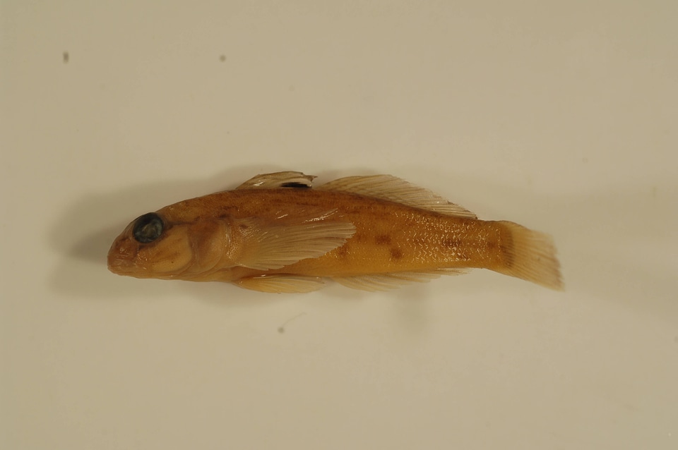 Neogobius melanostomus