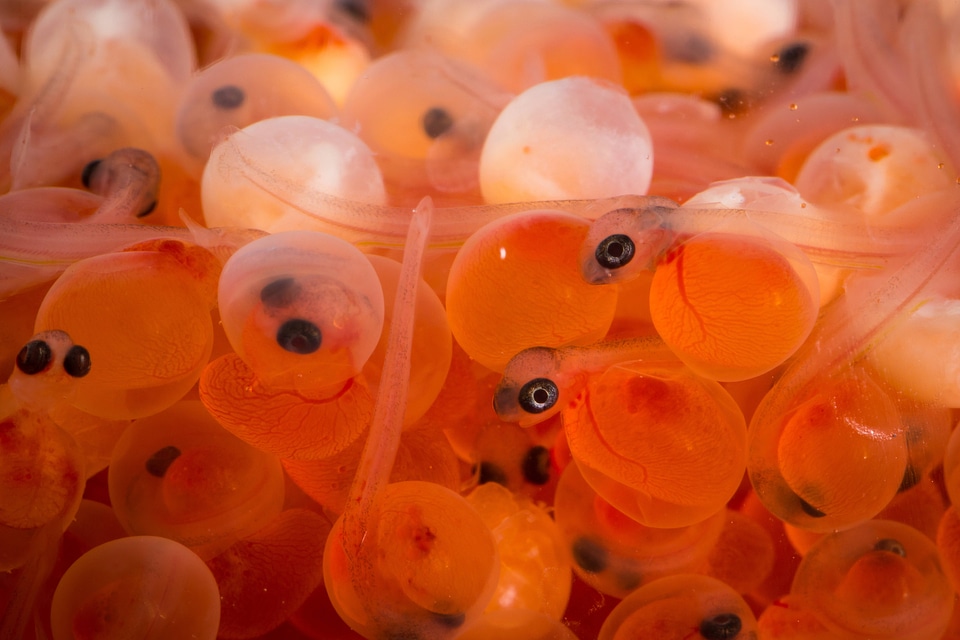 Rainbow trout eggs-1