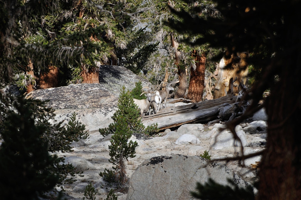 Sierra Nevada Bighorn sheep