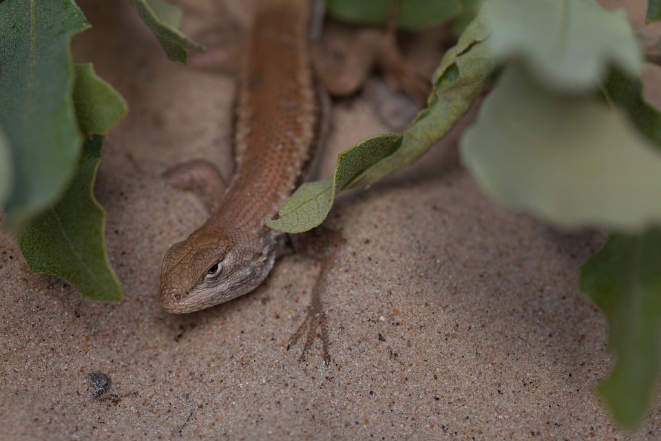Dunes sagebrush Lizard-1