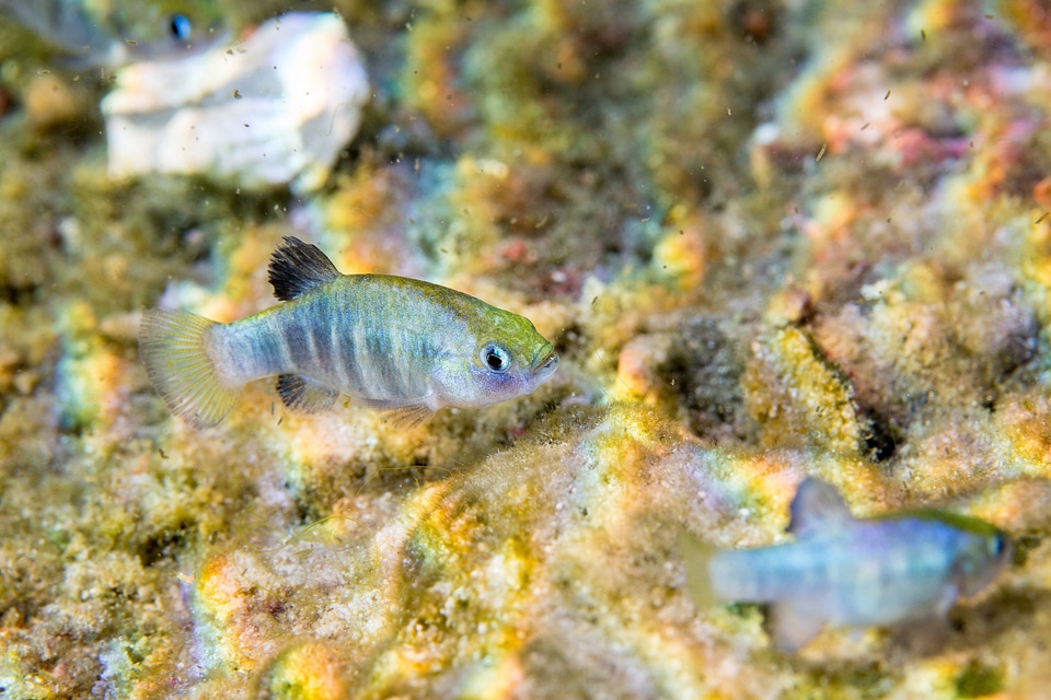 Ash Meadows Amargosa pupfish-2