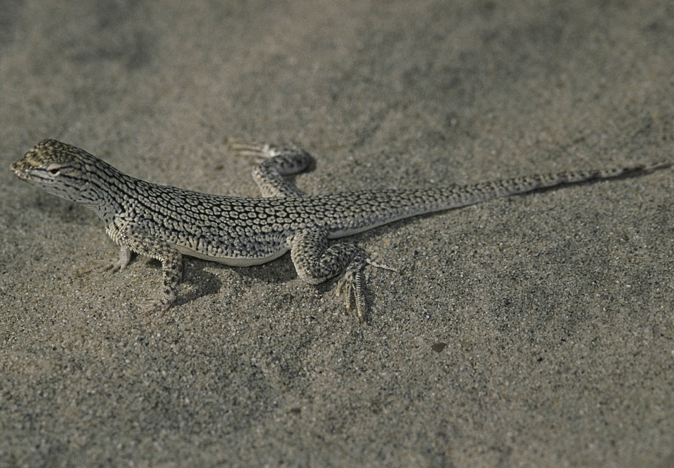Coachella Valley fringe-toed lizard