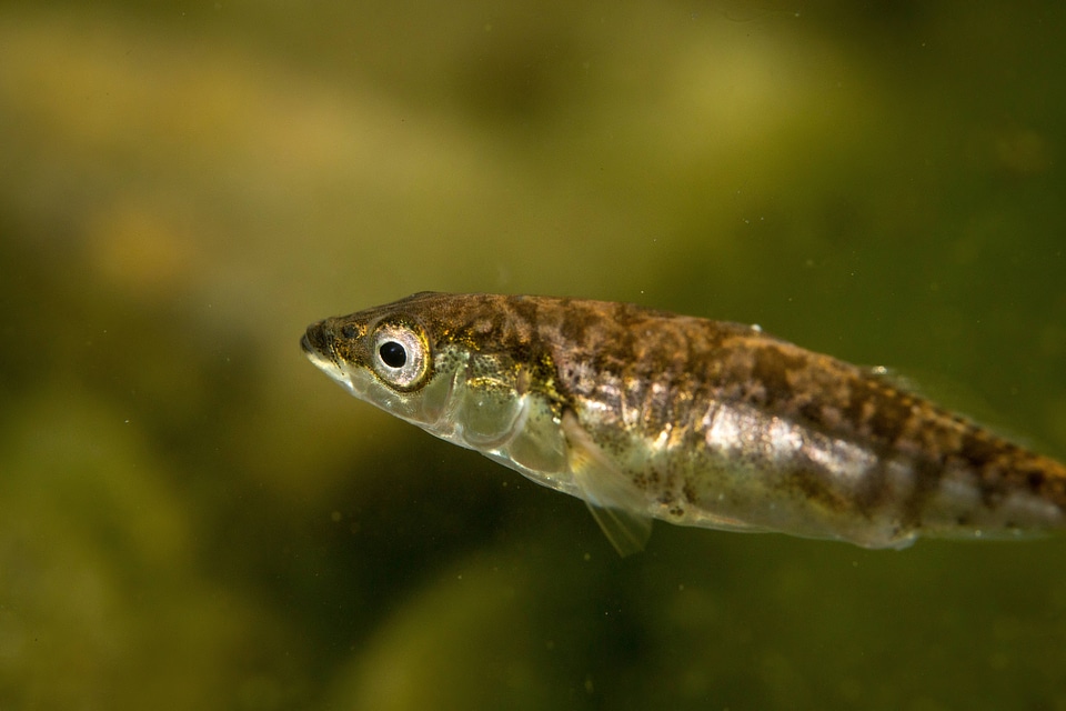 Threespine stickleback
