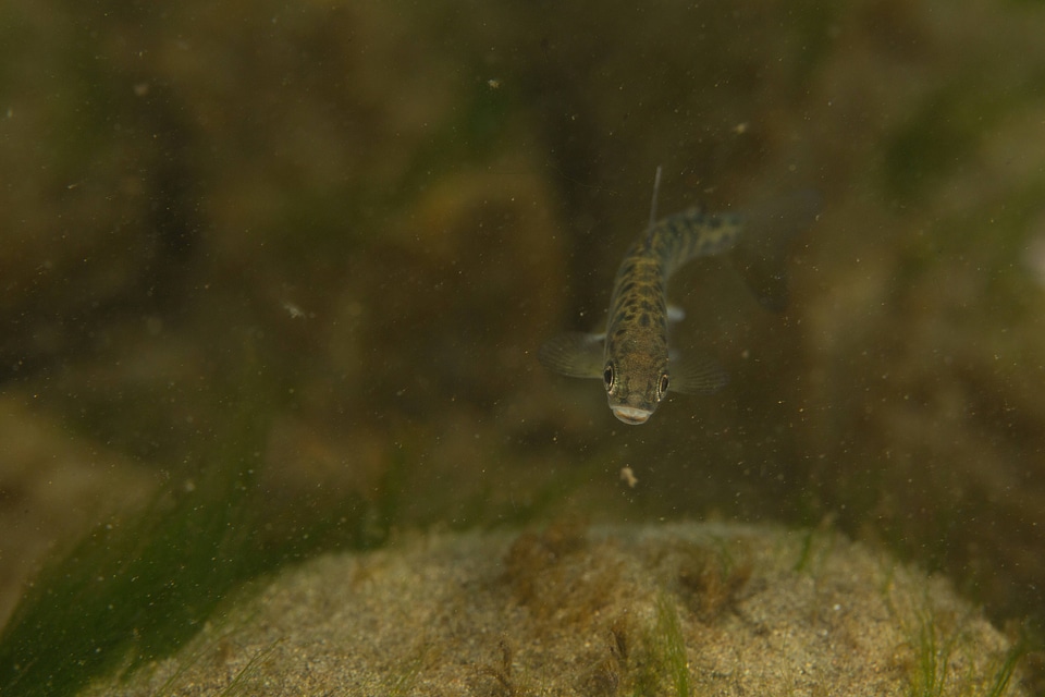 Juvenile Chinook salmon
