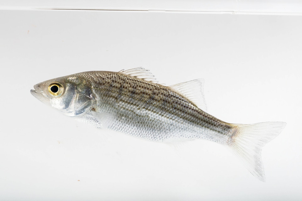 Hybrid striped bass-1