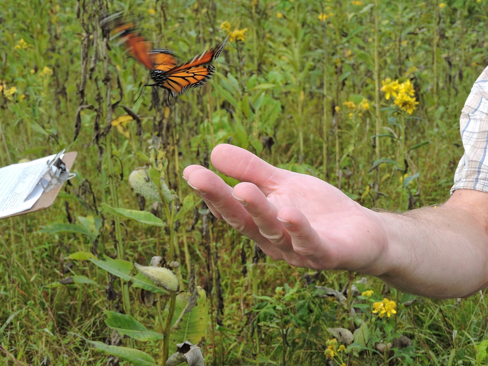 Monarch butterfly flies from hand