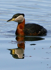 Red-necked Grebe-1 photo