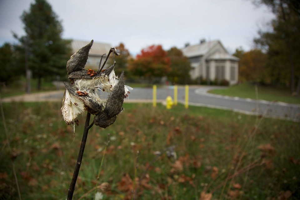 Milkweed pods and seeds at NCTC