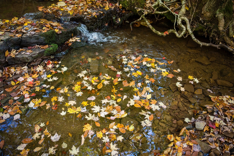 Brook Trout stream