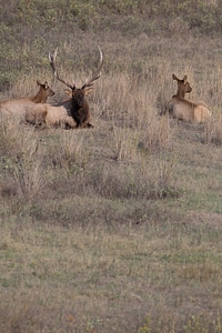 Bull Elk laying in grass photo