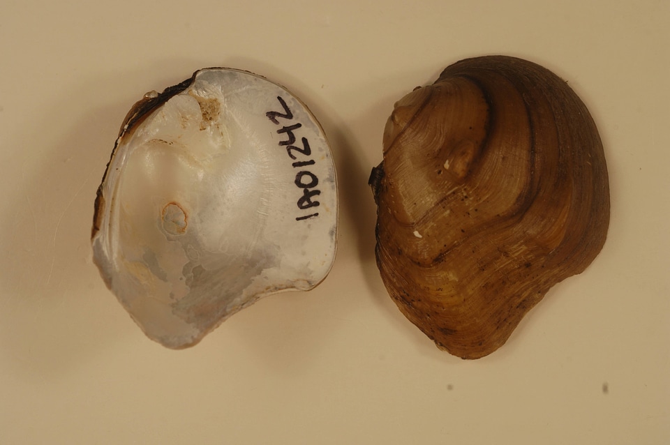 Obliquaria reflexa-1