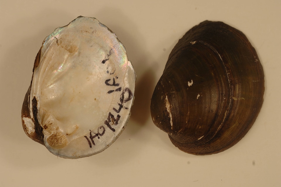 Obovaria olivaria