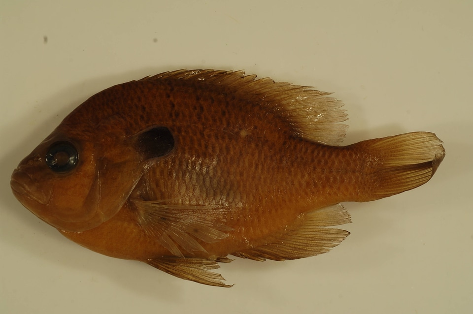 Lepomis megalotis-1