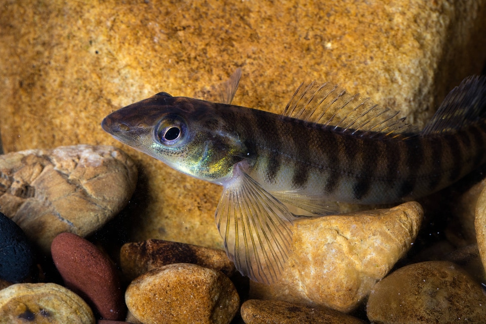 Logperch-1