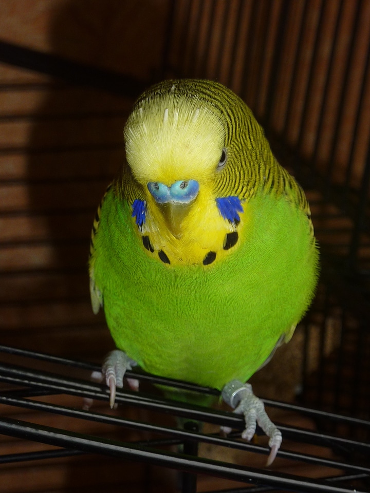 Animal green yellow