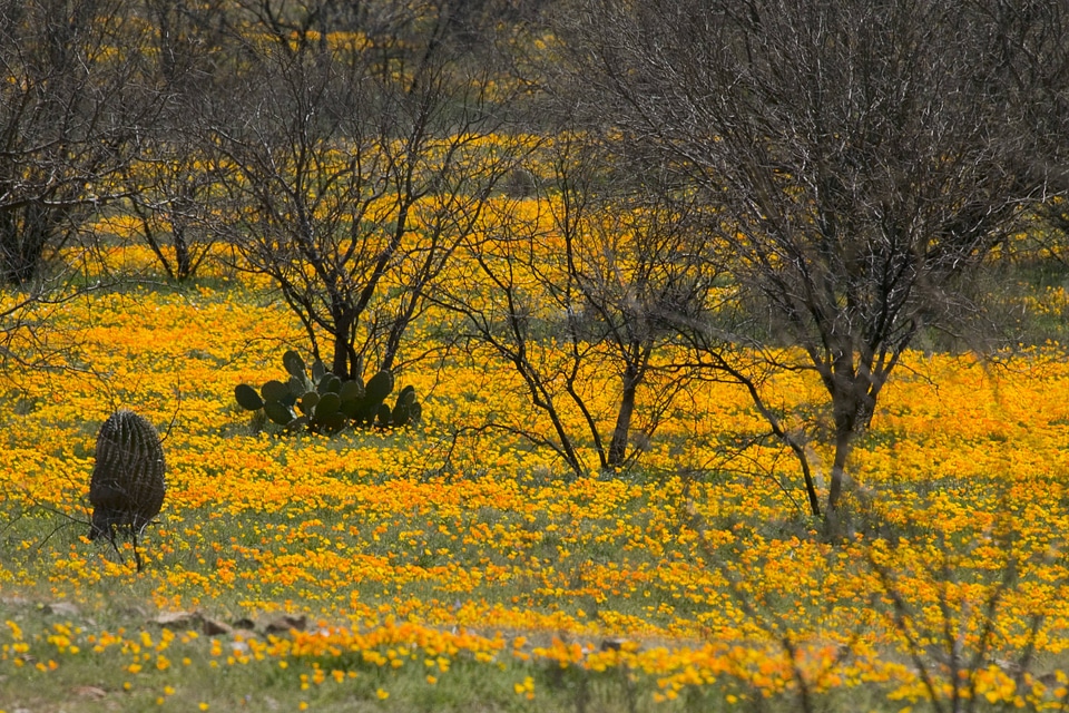 Mexican poppies in field at Buenos Aires National Wildlife Refuge