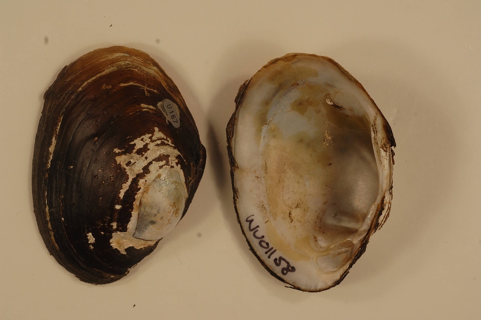 Lampsilis cardium-1