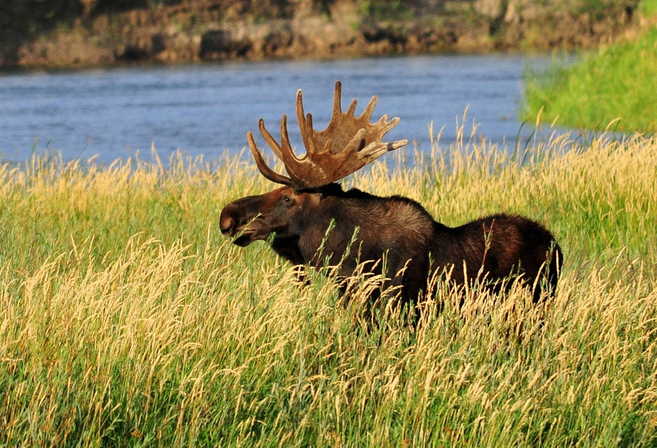 Bull moose eating Coyote Willow on Seedskadee National Wildlife Refuge