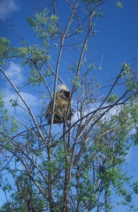 Porcupine in tree