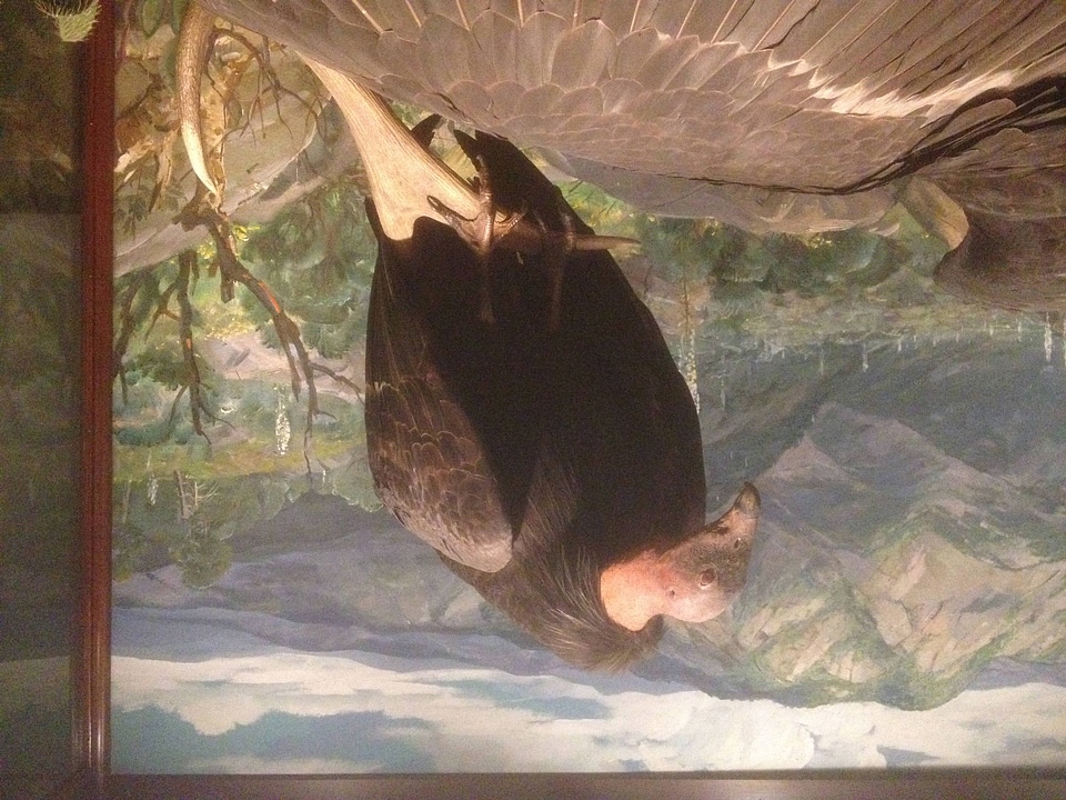 Taxidermy specimen of a California condor