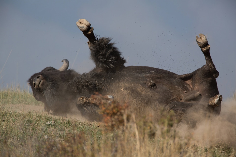 Bull rolls in dust