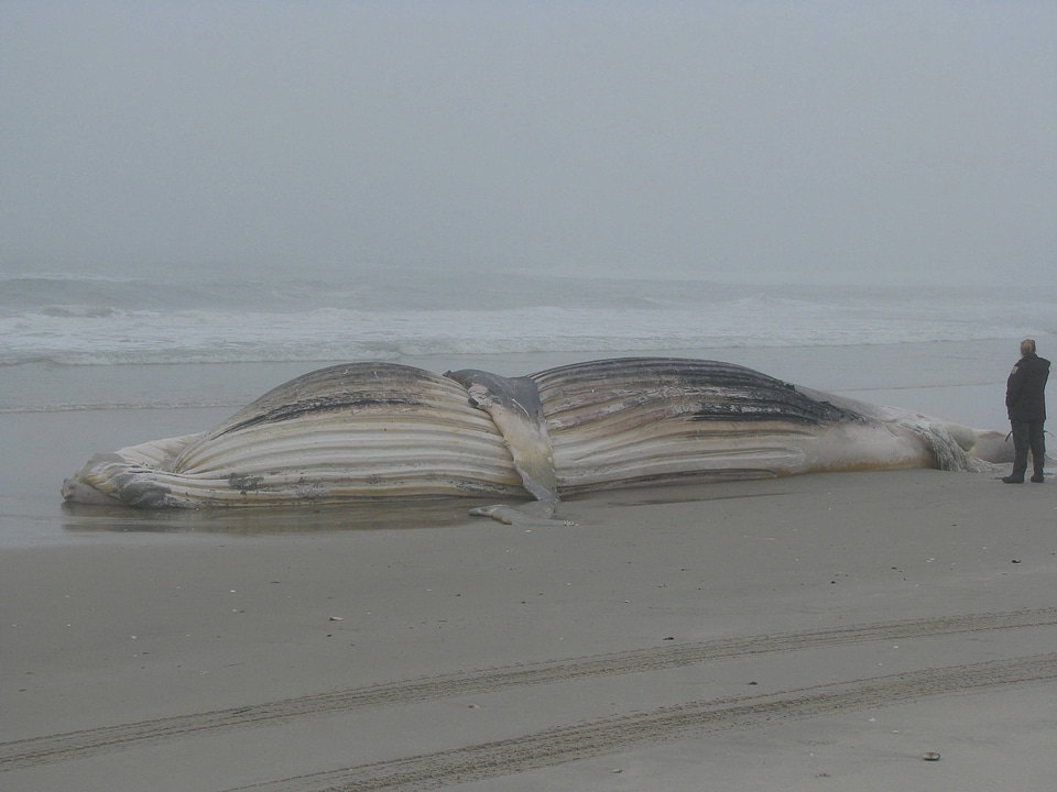 U.S. Fish and Wildlife Service employee surveying a beached whale