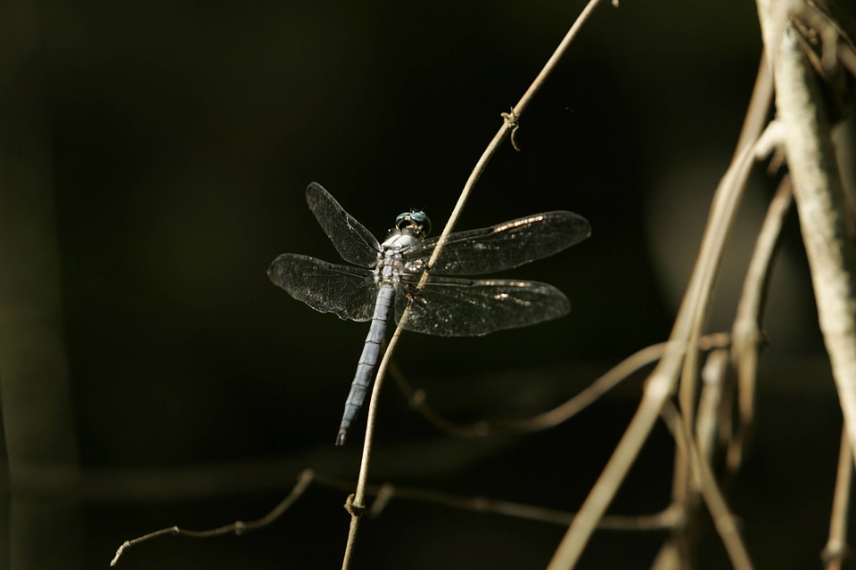 Dragonfly flitting on a small branch photo