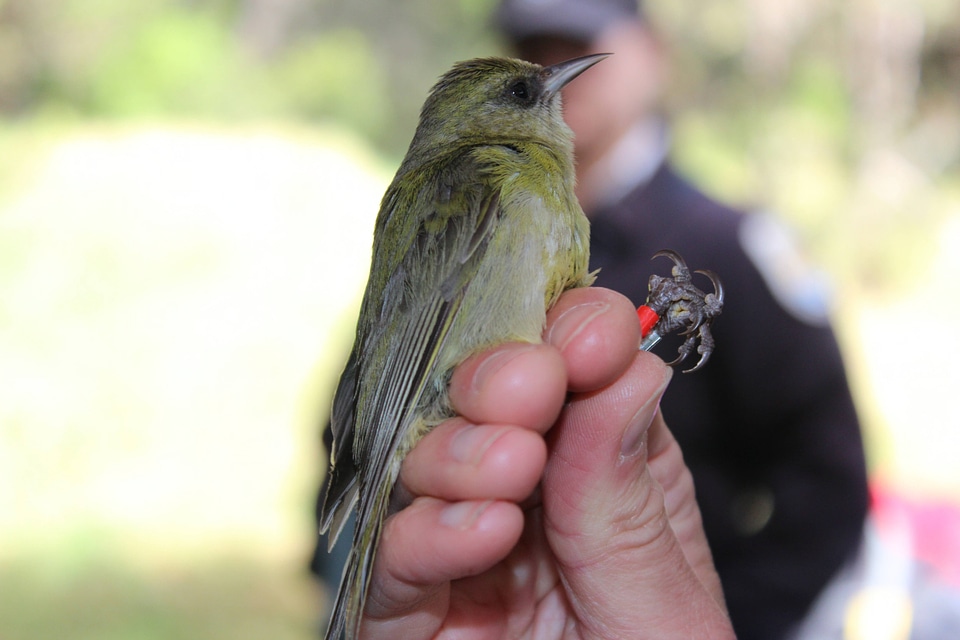 Employee displays banded Hawai‘i creeper