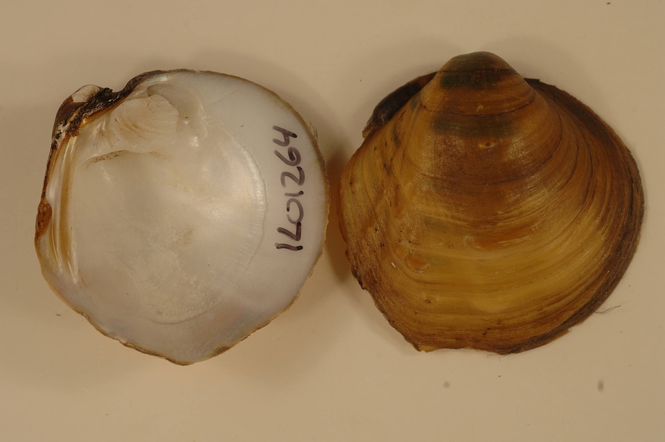 Amphinaias pustulosa-1