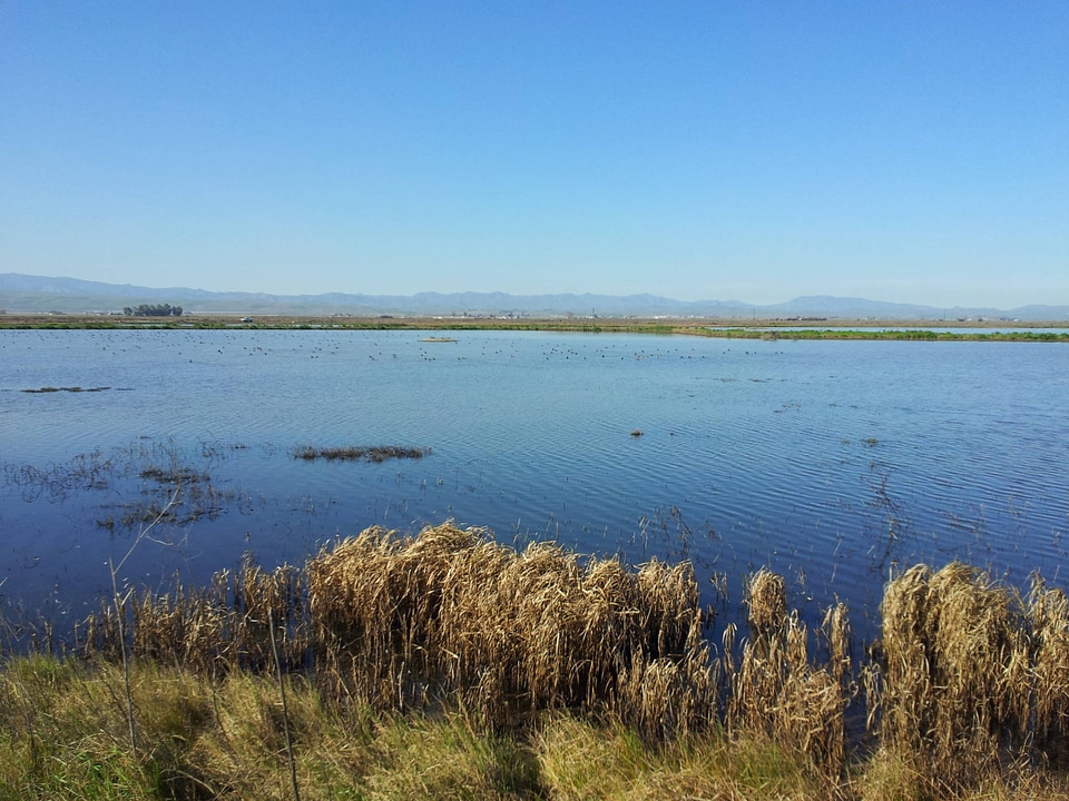 Straight area tract at Grasslands Wildlife Management Area