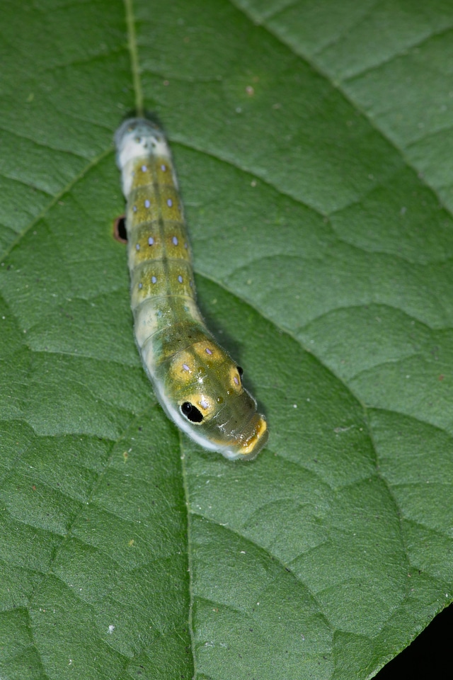 Spicebush Swallowtail larvae-1