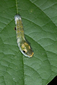 Spicebush Swallowtail larvae-1 photo