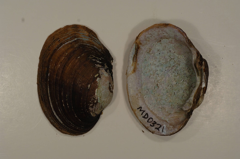 Lampsilis sp.-1