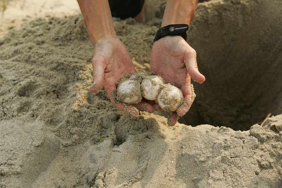Turtle egg relocation