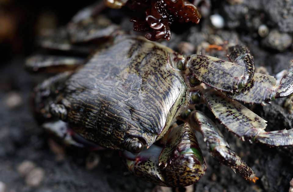 Striped shore crab