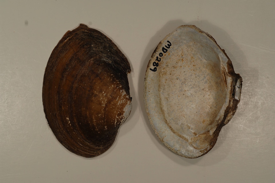 Lampsilis sp.-1