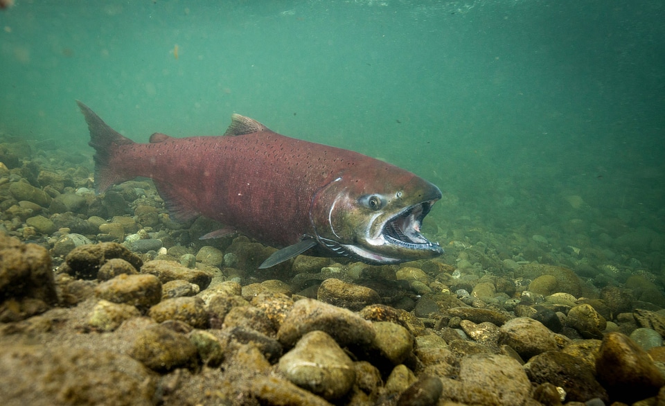 Chinook salmon-1
